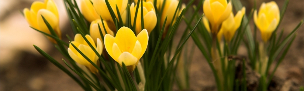 De tuin in De tuin in